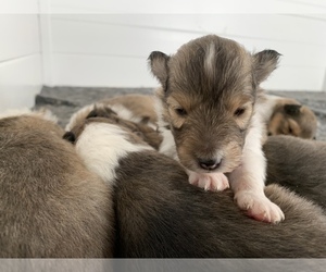 Shetland Sheepdog Puppy for Sale in CHATHAM, Virginia USA