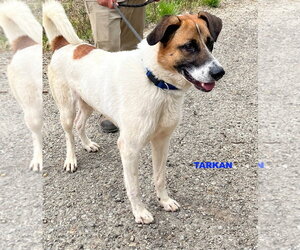 TARKAN - Male Mutt Dog for Adoption - Photo #4