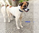 Small #3 Mutt
