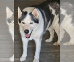 Small Photo #3 Siberian Husky Puppy For Sale in Cedar Crest, NM, USA