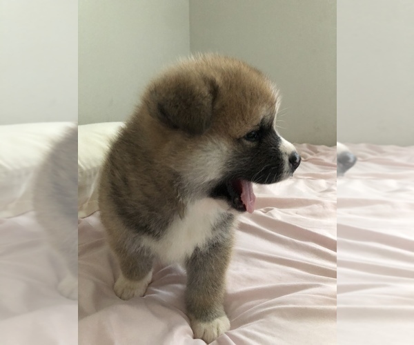 Medium Photo #17 Akita Puppy For Sale in LA QUINTA, CA, USA