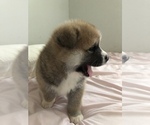 Small Photo #17 Akita Puppy For Sale in LA QUINTA, CA, USA