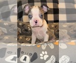 Small Boston Terrier