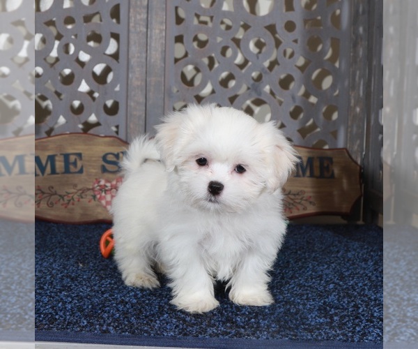 Medium Photo #5 Shih Tzu Puppy For Sale in MOUNT VERNON, OH, USA