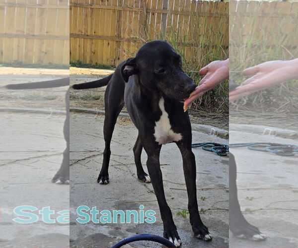 Medium Photo #2 Labrador Retriever-Unknown Mix Puppy For Sale in Jackson, MS, USA