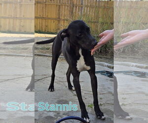 Stannis - Male Labrador Retriever-Whippet Mix Dog for Adoption - Photo #2