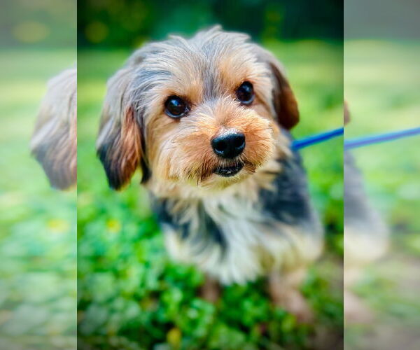 Medium Photo #3 Mutt Puppy For Sale in Pacolet, SC, USA