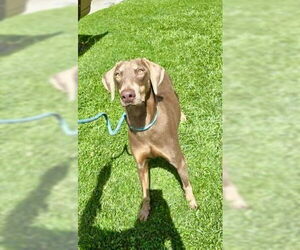 Doberman Pinscher Dogs for adoption in Newport Beach, CA, USA