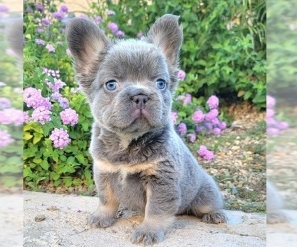 Medium Photo #6 French Bulldog Puppy For Sale in LAS VEGAS, NV, USA