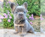 Small Photo #6 French Bulldog Puppy For Sale in LAS VEGAS, NV, USA