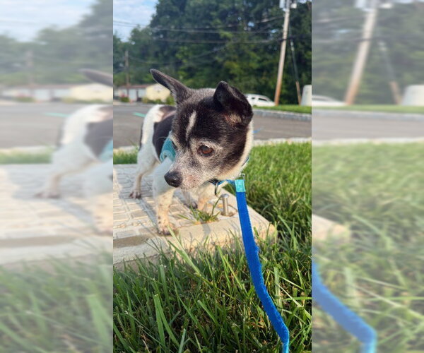 Medium Photo #4 Chihuahua-Unknown Mix Puppy For Sale in Jefferson, NJ, USA