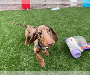 Dachshund Puppy for sale in NORTH LAS VEGAS, NV, USA