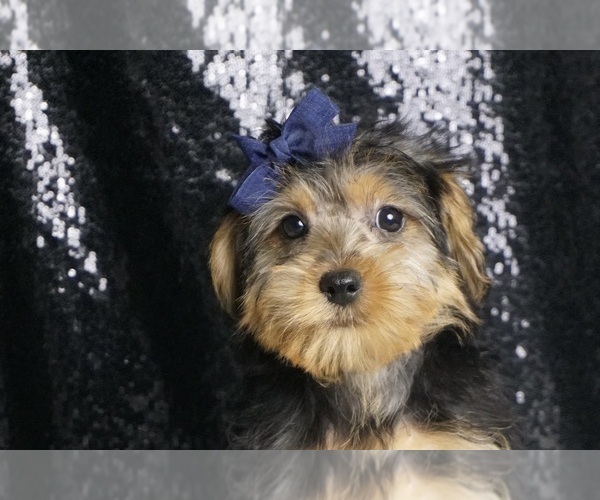 Medium Photo #2 Morkie Puppy For Sale in WARSAW, IN, USA