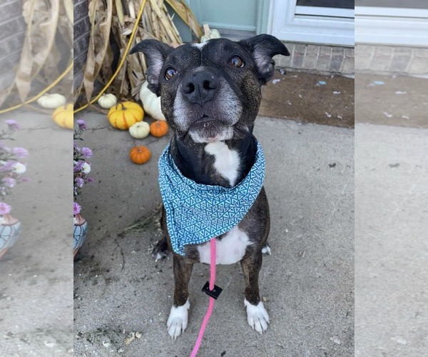 Medium Photo #5 Mutt Puppy For Sale in Germantown, OH, USA