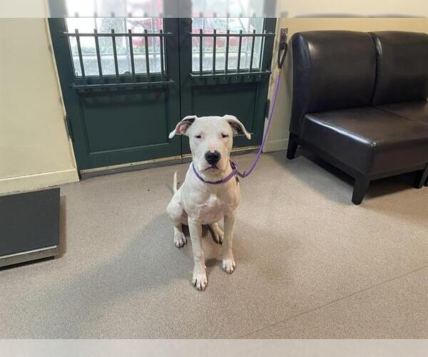 Medium Photo #1 Argentinian Mastiff-Unknown Mix Puppy For Sale in Pasadena, CA, USA