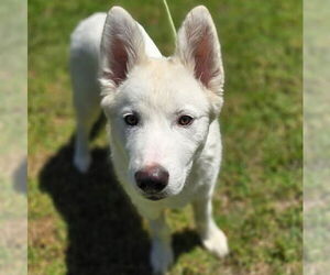 Samoyed-white german shepherd Mix Dogs for adoption in Newport Beach, CA, USA