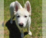 Small Samoyed-white german shepherd Mix