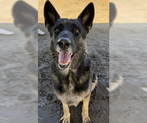 German Shepherd Dog Dogs for adoption in Bakersfield, CA, USA