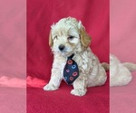Small Photo #5 Maltipoo Puppy For Sale in NOTTINGHAM, PA, USA