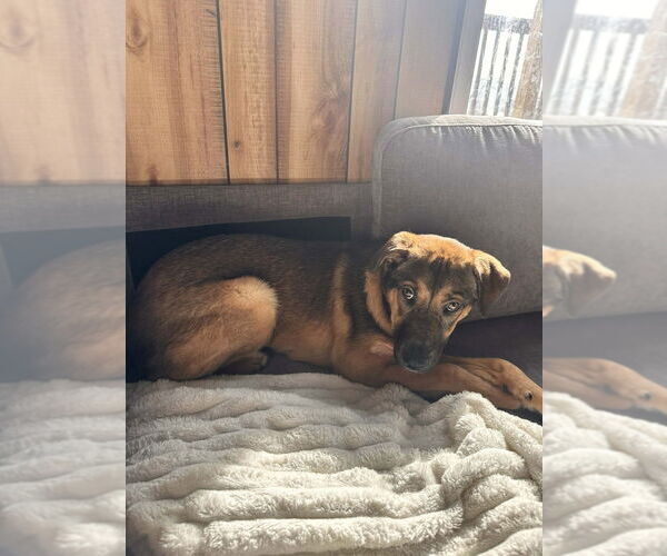 Medium Photo #4 Mutt Puppy For Sale in Springdale, PA, USA