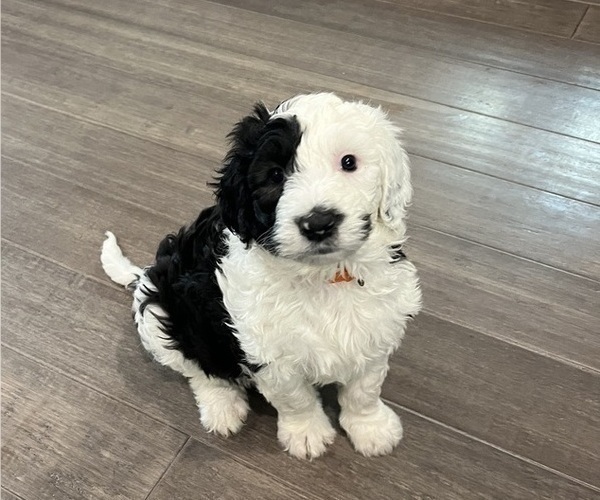 Medium Photo #4 Sheepadoodle Puppy For Sale in MERIDIAN, PA, USA