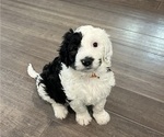 Small Photo #4 Sheepadoodle Puppy For Sale in MERIDIAN, PA, USA