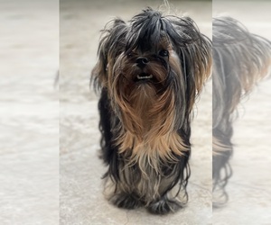 Yorkshire Terrier Puppy for sale in CORAL SPRINGS, FL, USA