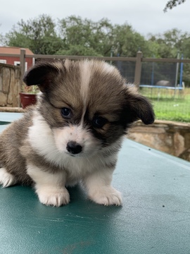 Medium Photo #11 Pembroke Welsh Corgi Puppy For Sale in CASTROVILLE, TX, USA