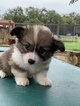 Small Photo #11 Pembroke Welsh Corgi Puppy For Sale in CASTROVILLE, TX, USA