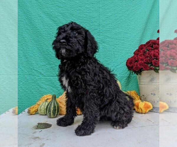Medium Photo #4 Miniature Bernedoodle Puppy For Sale in FREDERICKSBG, OH, USA