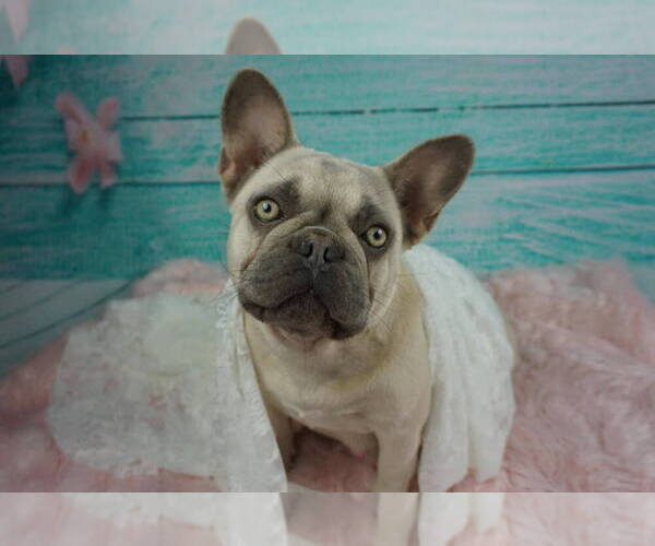 Medium Photo #1 French Bulldog Puppy For Sale in TOMBALL, TX, USA