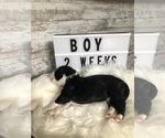 Small Photo #35 Sheepadoodle Puppy For Sale in NIXA, MO, USA