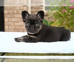 Small Photo #6 French Bulldog Puppy For Sale in DECATUR, GA, USA