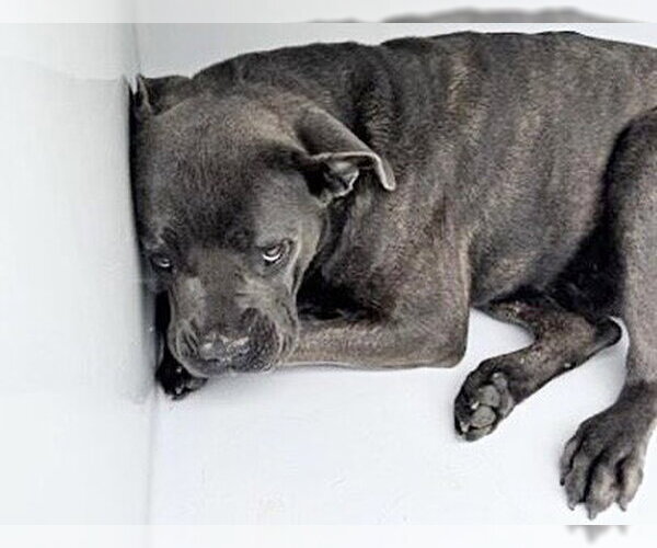 Medium Photo #1 Mutt Puppy For Sale in Houston, TX, USA