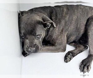 Mutt Dogs for adoption in Houston, TX, USA