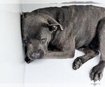 Small Mutt