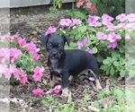 Small Photo #1 Chihuahua Puppy For Sale in MOUNT VERNON, OH, USA