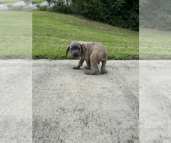Medium Photo #1 Cane Corso Puppy For Sale in DOTHAN, AL, USA