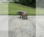 Puppy Puppy 3 Cane Corso