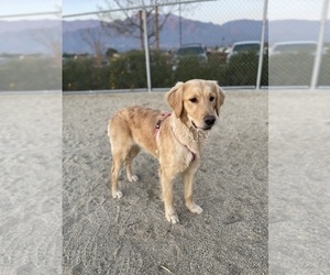 Golden Retriever Puppy for sale in RANCHO CUCAMONGA, CA, USA