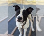 SPARTAN - Male Mutt Dog for Adoption - Small photo
