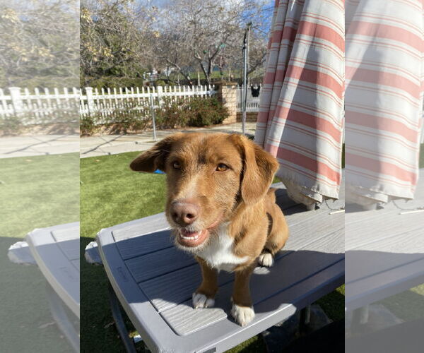 Medium Photo #4 Dachshund-Unknown Mix Puppy For Sale in La Verne, CA, USA