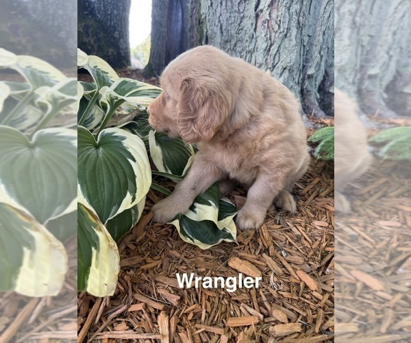 Medium Photo #72 Golden Retriever Puppy For Sale in PANA, IL, USA