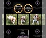 Puppy Lasso UABR Cavalier King Charles Spaniel