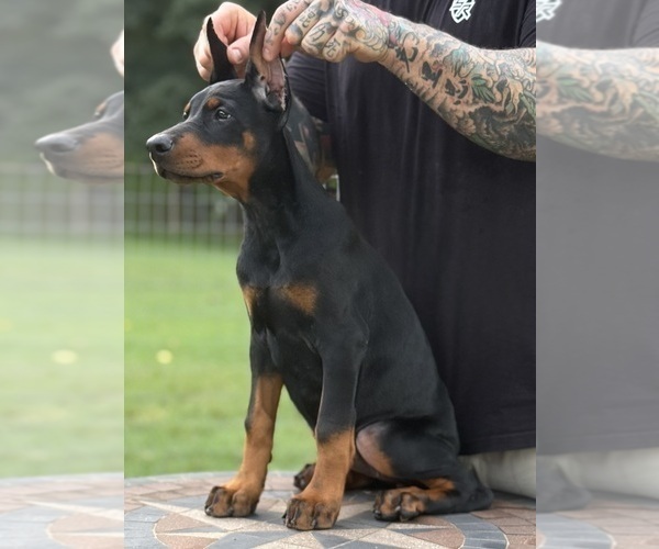 Medium Photo #2 Doberman Pinscher Puppy For Sale in NEWTON, NC, USA