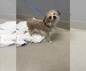 Mutt Dogs for adoption in Las Vegas, NV, USA