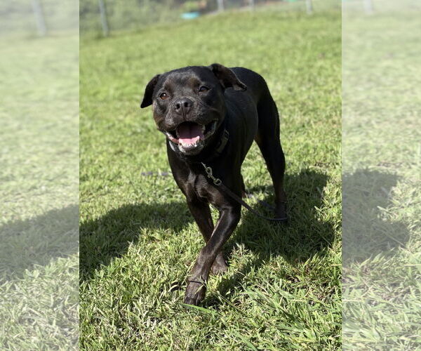 Medium Photo #1 Mutt Puppy For Sale in Virginia Beach, VA, USA