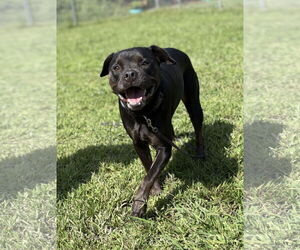 Mutt Dogs for adoption in Virginia Beach, VA, USA