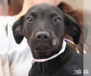 Medium Labrador Retriever Mix