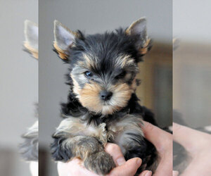 Yorkshire Terrier Puppy for sale in SAN BUENAVENTURA, CA, USA